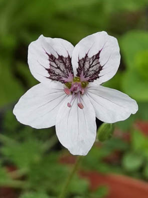 Erodium guttatum ‘Stephanie’